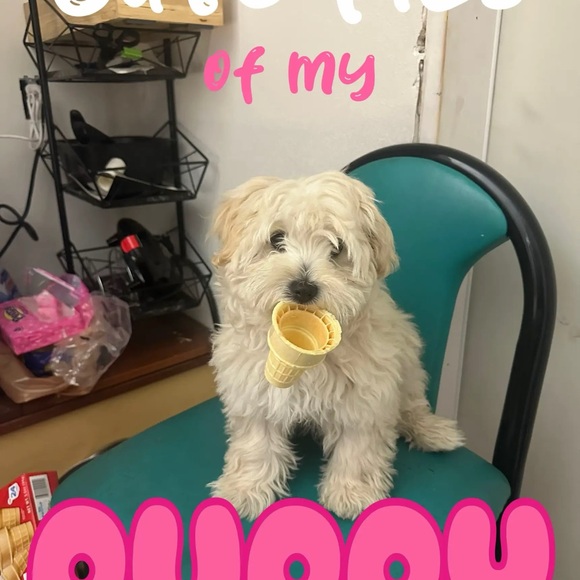 Meet your Posher, Sandra - Picture 2 of 4